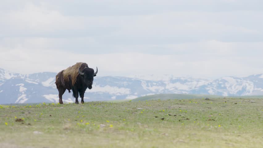 footage of a herd of American bison grazing peacefully in a wide open prairie on the Blackfeet Reservation, Montana, with the majestic Rocky Mountains rising in the background.