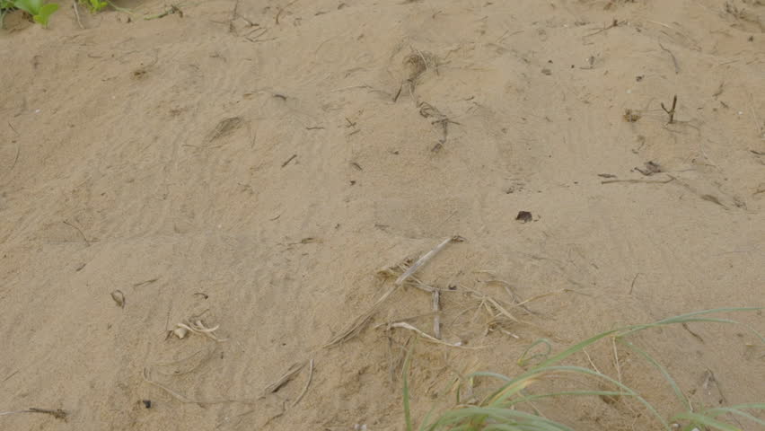 a tilt down shot of loggerhead turtle hatchling tracks in the sand dunes at mon repos beach in bundaberg, australia