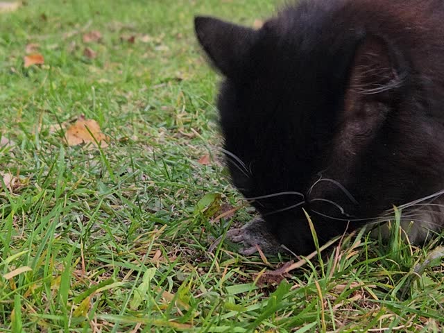 Black cat is sniffing the grass. The cat is looking and eating something mouse on the ground