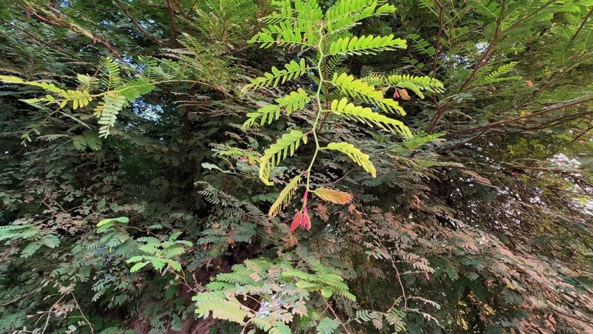 Camera circling around fresh green leaves of Tamarindus indica (tamarind) tree, known in India for its sour fruit used in cooking to enhance flavor.