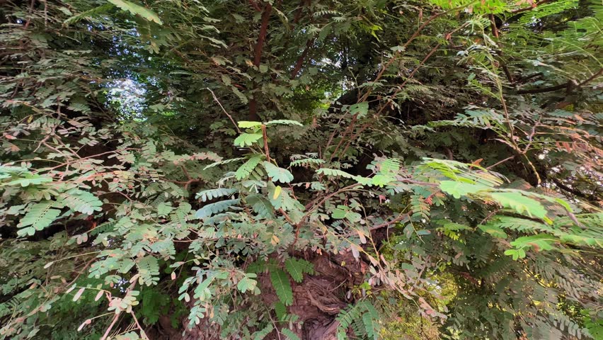 Camera circling around the dense canopy of Tamarindus indica (tamarind) tree, a tropical species valued in Indian cuisine for its sour fruit and culinary use.