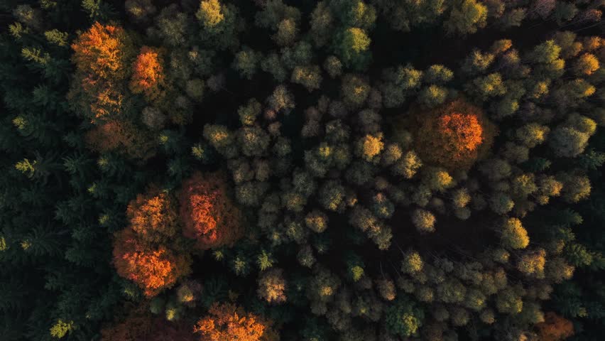 View of colorful treetops illuminated by the sun. Romantic drone shot of autumn nature