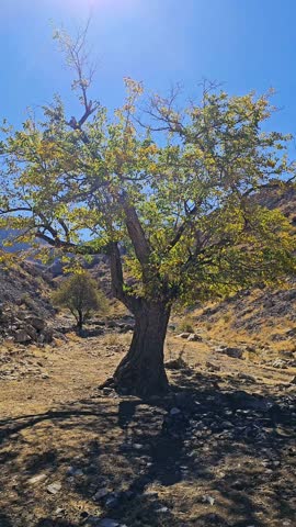 Large green tree in a dry mountain setting under clear light, showcasing autumn textures, rugged terrain, and the resilience of native flora.  
📍Hazarani, Hawraman Takht 