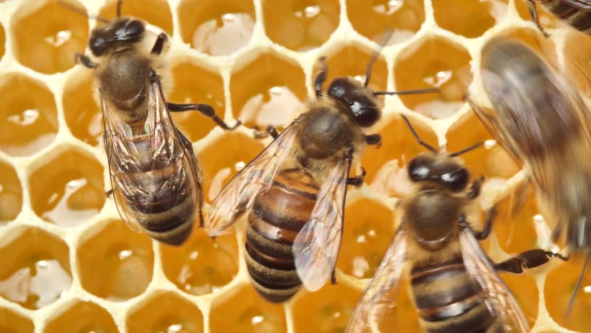 Bees build honeycombs and transform nectar into honey.