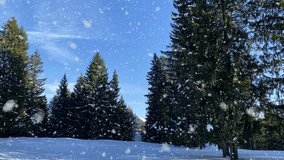 Close-up of pine branches covered with fresh snow and frost in a winter forest. Snowflakes gently falling, creating a cold serene atmosphere. Natural seasonal background with icy texture - Powered by Shutterstock - Get 15% off with code: PIKWIZARD15