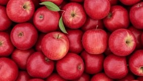 Top view red apples as background. Fresh apple fruit - Powered by Shutterstock - Get 15% off with code: PIKWIZARD15