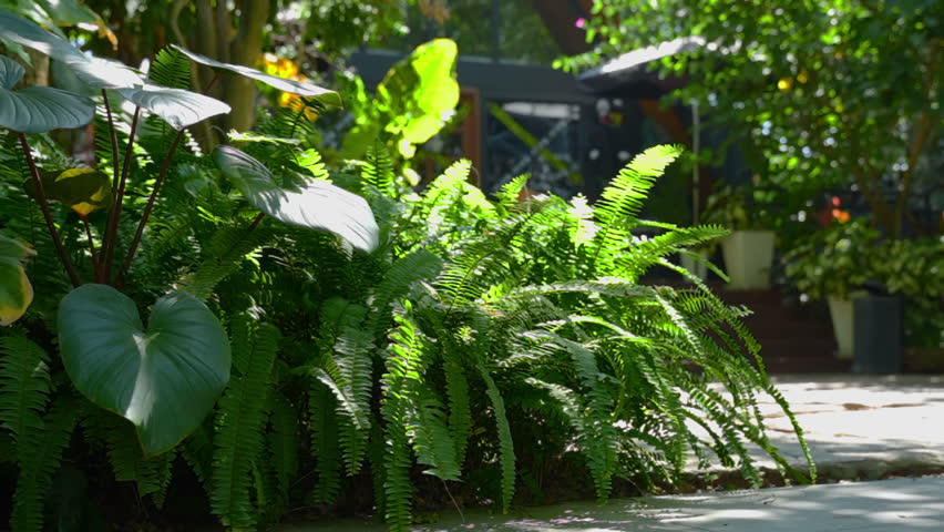 Tranquil nature escape in lush backyard garden where bright sunlight streams through green plant foliage, illuminating intricate leaf details and creating serene atmosphere