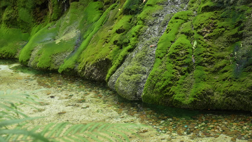 Tranquil stream in serene forest, peaceful nature scene of creek with clear green water flowing over rock covered in lush moss, creating beautiful wild landscape