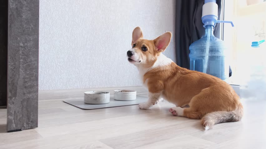 adorable corgi dog eating dry food at the kitchen 