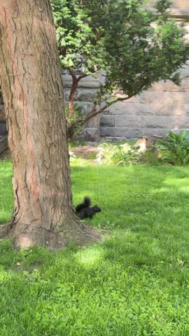 DOLLY SLOW - A little black squirrel next to a tree in downtown Toronto, Ontario, Canada. These jet-black squirrels are commonly seen throughout the city’s parks, neighbourhoods, and natural areas.