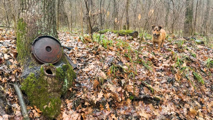 old anti-tank mine over a trench, in the forest near Kharkov, Ukraine. During World War II there were battles with the German occupiers, and now with the Russian ones.