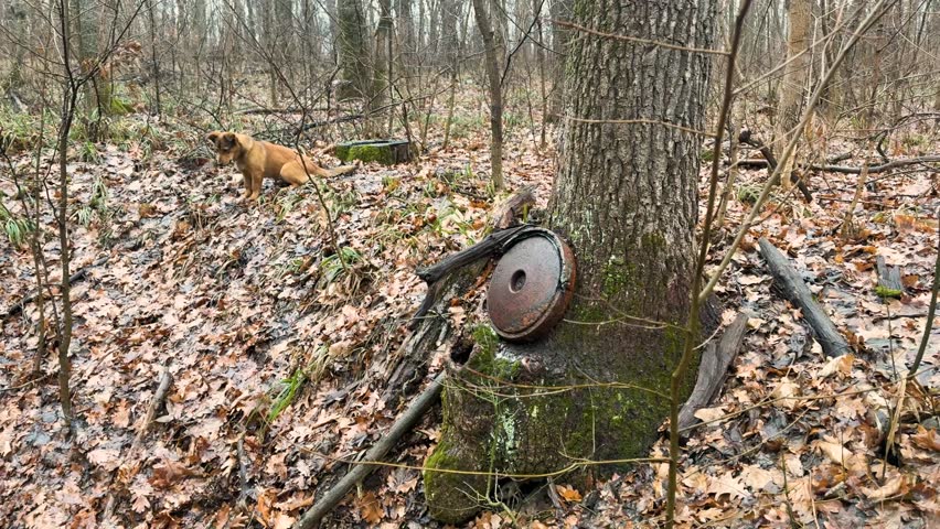 old anti-tank mine over a trench, in the forest near Kharkov, Ukraine. During World War II there were battles with the German occupiers, and now with the Russian ones.