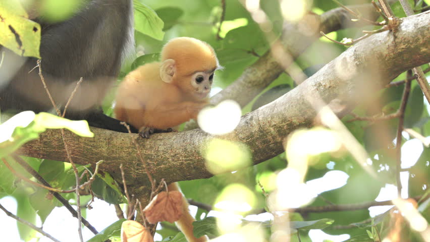 baby and mother dusky leaf monkeys filmed in langkawi island, malaysia