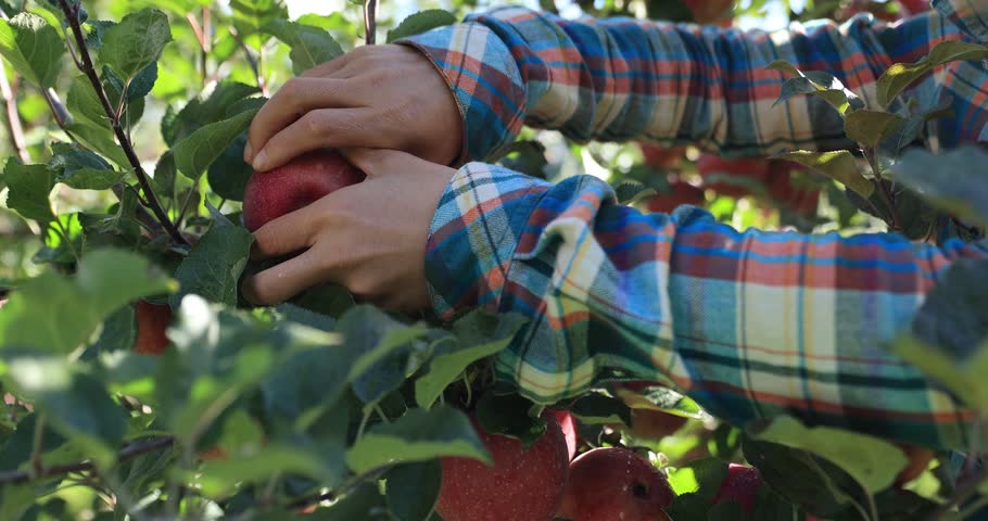 Apple picking in autumn orchard