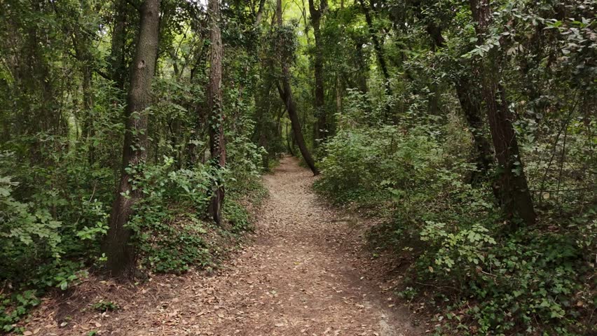 Walking along a path in the woods, among trees and dry leaves, in total relaxation with no one around, in Villeneuve-Loubet, France