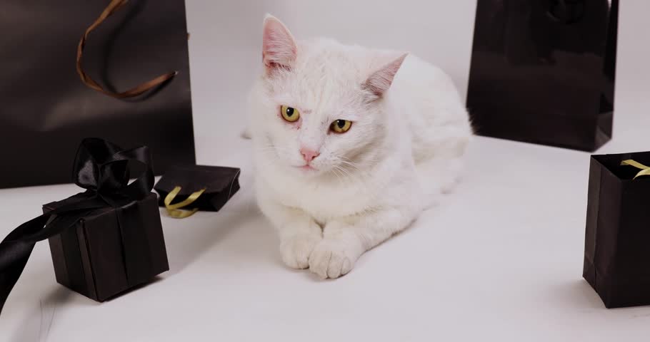 A fluffy white cat lounges surrounded by shopping bags and small gifts. As chaos unfolds around it, the cat shows amusing reactions to the shopping frenzy. Discounts bring funny moments.