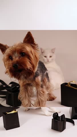 An adorable white kitten is seen exploring shiny black shopping bags and small black gift boxes against a clean, white background in a funny advertising concept.