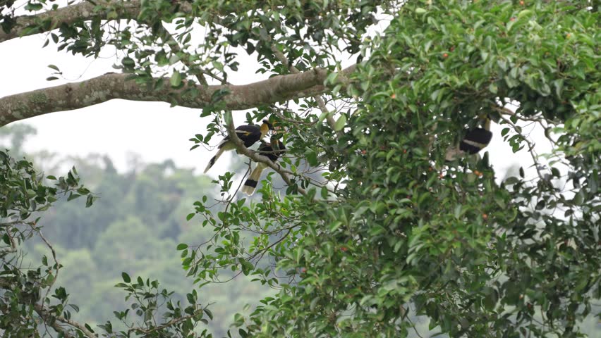 Great Hornbill birds are eating ripe figs birdwatching in the forest.