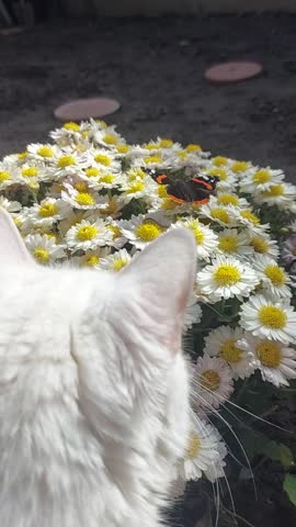 Beautifu,l white cat, butterfly, flowers, autumn, warm autumn, nature, harmony, wonderful mood, miracle moments, love animals, peace, sun, beauty.