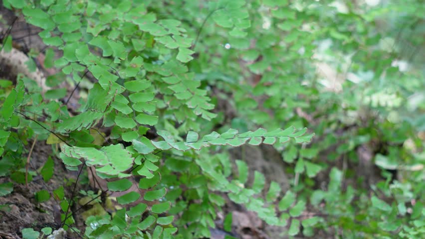 Close up of a Maidenhair Fern, likely Adiantum capillus-veneris, also known as Southern maidenhair fern or Venus hair fern