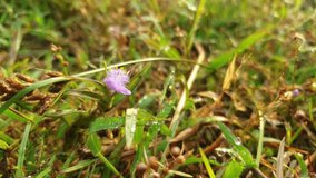 Tiny purple wildflower with morning dew in natural grass field close up macro video
 - Powered by Shutterstock - Get 15% off with code: PIKWIZARD15