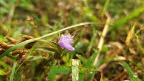 Close-up macro view of purple wildflower with morning dew drops on green grass in natural sunlight
 - Powered by Shutterstock - Get 15% off with code: PIKWIZARD15