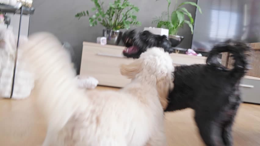 A fluffy light brown Maltipoo puppy and an excited black York terrier play-fight and chase each other enthusiastically on a bright wooden floor in a modern home.