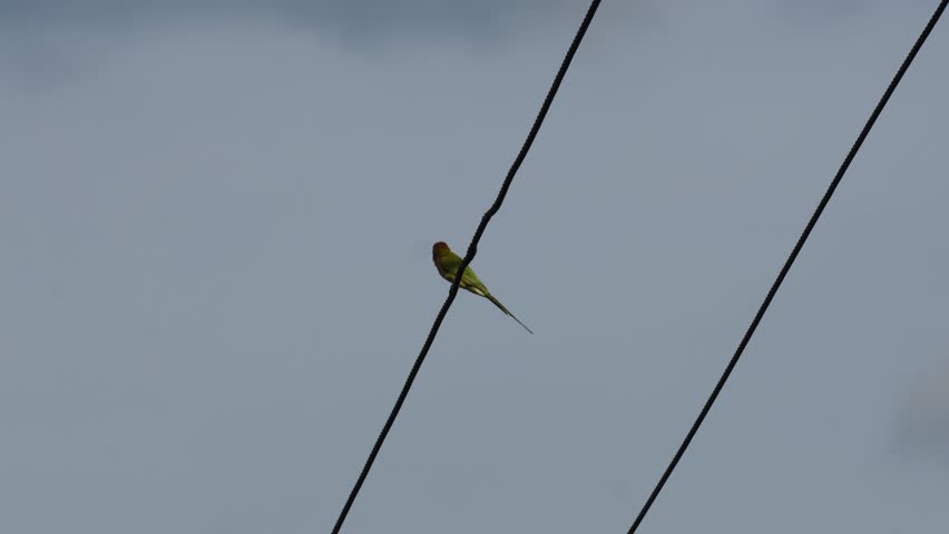 Asian Green Bee-eater or Merops orientalis perched on a wire