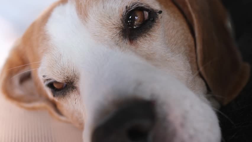 Extreme close-up focusing on the face and eyes of a 10-year-old senior Beagle dog resting inside a protective cone looking directly at the camera.