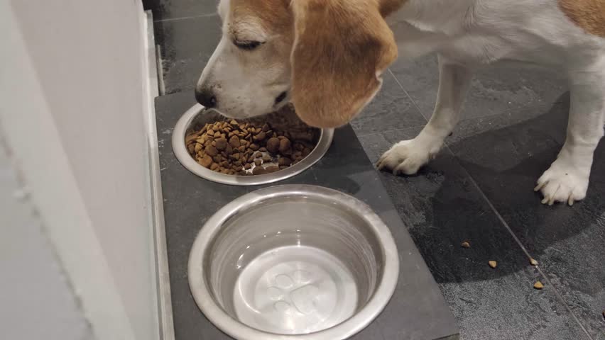 Senior Beagle Eating Dinner from Slow Feeder Bowl