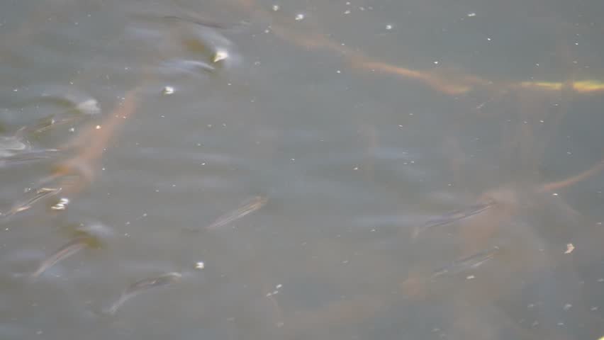 Group of mosquitofish, scientifically known as Gambusia affinis, in a body of water