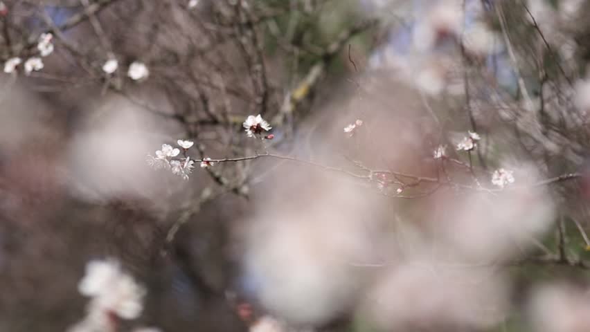 spring forest, flowers and trees blooming