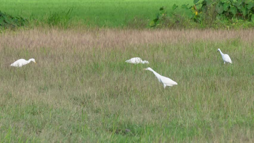A group of cattle egrets are wandering on the grass field