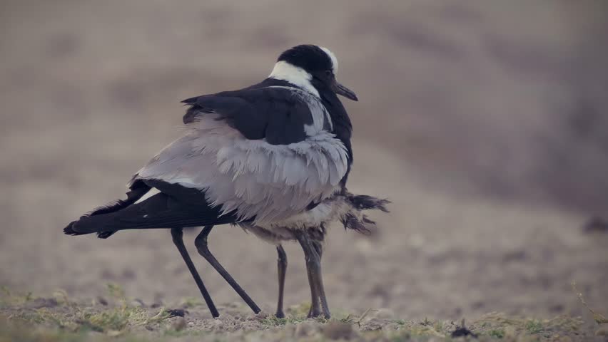 Blacksmith Lapwing or blacksmith plover - Vanellus armatus is black and white and grey bird commonly from Kenya through central Tanzania to southern and southwestern Africa, female covers its chicks.
