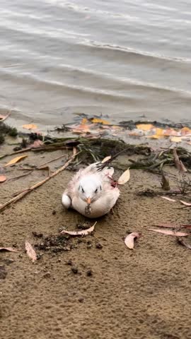 Seagull injured, with a broken wing,  on the sandy beach
