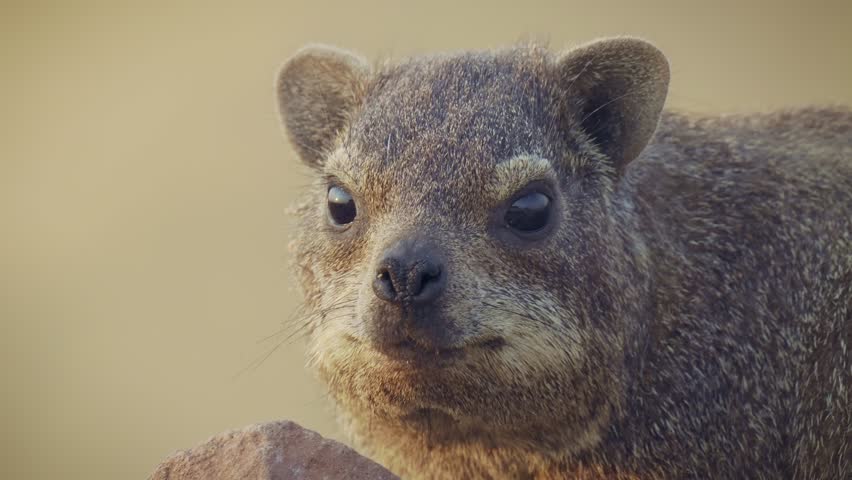 Rock Hyrax - Procavia capensis also dassie, Cape hyrax, rock rabbit and coney, medium-sized terrestrial mammal native to Africa and the Middle East, animal on the red rocks in Waterberg in Namibia