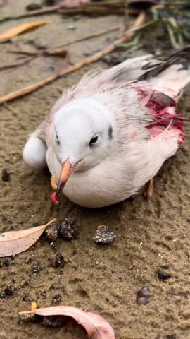 Seagull injured, with a broken wing,  on the sandy beach