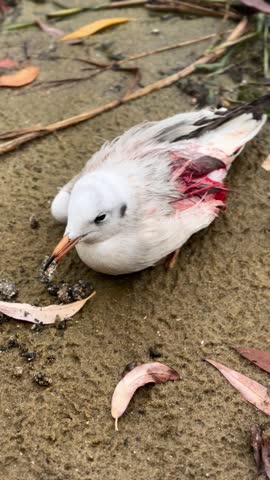Seagull injured, with a broken wing,  on the sandy beach