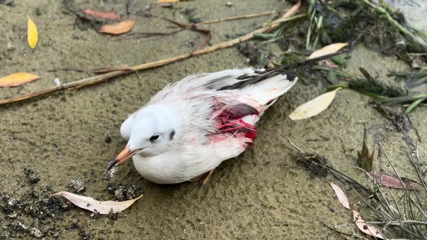 Seagull injured, with a broken wing,  on the sandy beach