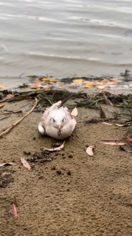 Seagull injured, with a broken wing,  on the sandy beach