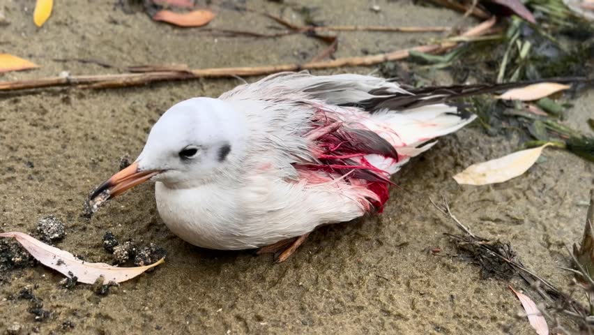 Seagull injured, with a broken wing,  on the sandy beach