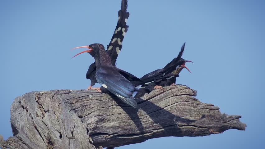 Family group of noisy singing Violet wood hoopoe, Phoeniculus damarensis bird in Phoeniculidae, in Angola, Kenya, Namibia and Tanzania, red beak and green throat, coppery and violet mantle feathers.