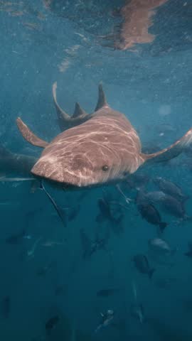 Nurse sharks move slowly through the sea, surrounded by a crowd of fish. These marine predators coexist with various sea creatures in their natural habitat. Vertical video