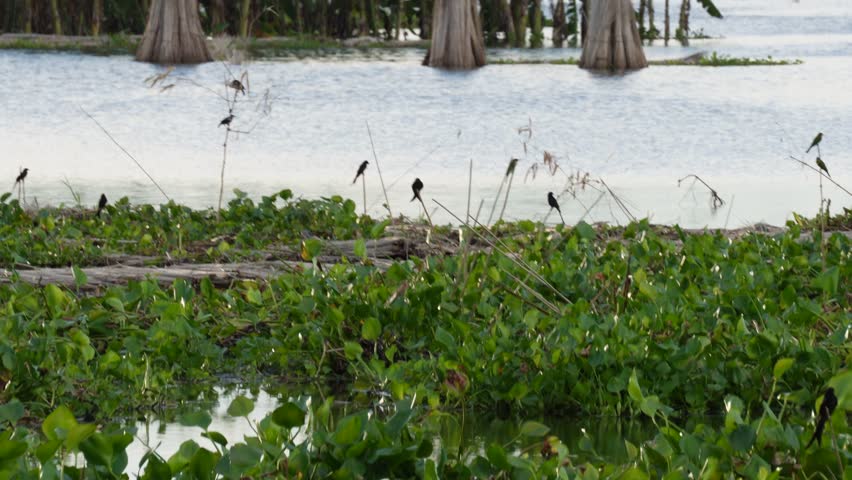 Black-winged stilts wading in shallow water with reflections and vegetation
