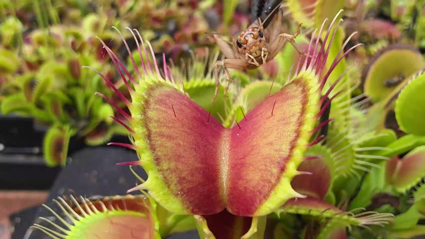 Brown Cricket is fed to a Venus Flytrap 