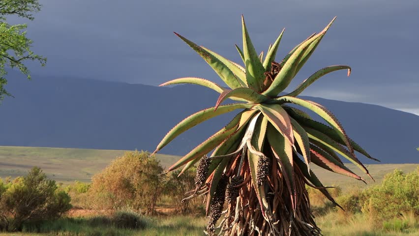 Medium shot of the Cape aloe plant in bontebok national park in swellendam south africa