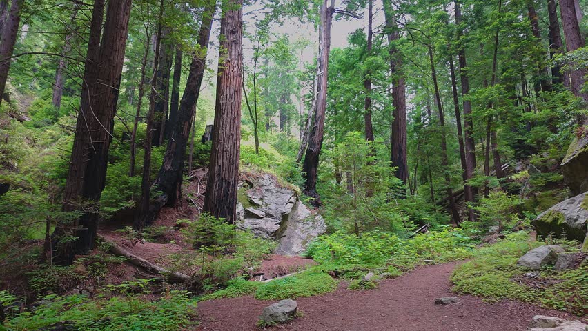 Video from Tin House Trail in Big Sur, California, USA. Scenic mountain slopes above the Pacific Ocean with coastal fog, wild vegetation, and historic trail views in Julia Pfeiffer Burns State Park