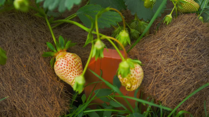 Unripe green strawberries growing on a bush with lush leaves in a summer farm field. Fresh organic berries concept.