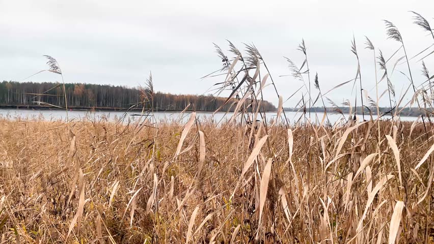 Tall golden reeds sway gently near a calm lakeshore, surrounded by dense forest.