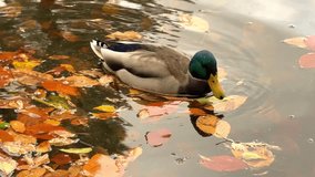 A beautiful male mallard duck floats  on a pond covered with colorful autumn leaves, reflecting the calm sky above. Peaceful fall nature moment, vertical video - Powered by Shutterstock - Get 15% off with code: PIKWIZARD15